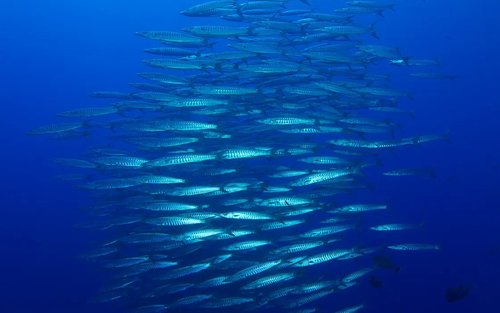 刁曼岛 PADI 五星潜水中心进阶开放水域潜水员课程