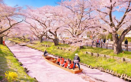 Gongendo Park Cherry Blossom, Kawagoe, & Mitsui Outlet Day Tour