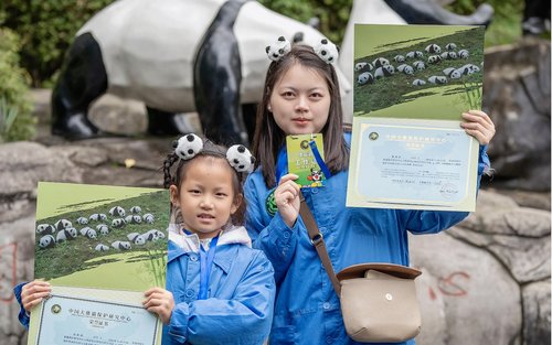 Experiencia solidaria de un día como voluntario de pandas en Chengdu en la base de pandas de Dujiangyan/Wolong