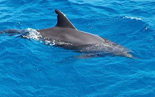 Full day of snorkeling wonders in Hurghada with PADI 5 star centre