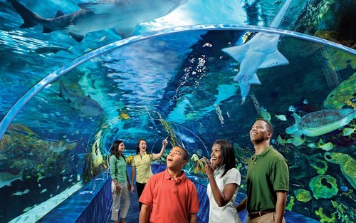 Bilet de intrare la Acvariul Ripley's of the Smokies din Gatlinburg