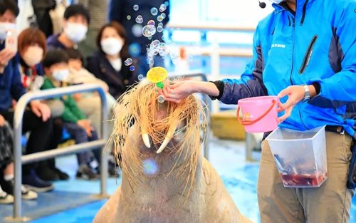 Partenza da Nagoya: Santuario di Ise Jingu, Rocce Maritate di Futamiura, Isola delle Perle Mikimoto / Acquario di Toba, tour di un giorno