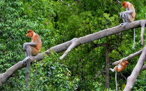 Nanamun Kawa River Wildlife & Sunset Fireflies Cruise