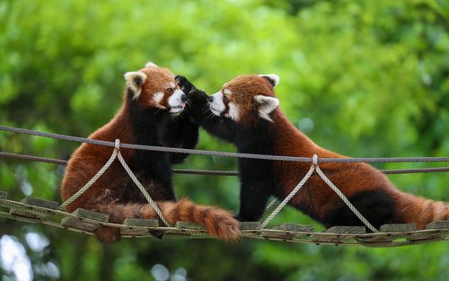 Shanghai Wild Animal Park Ticket