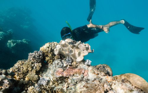 Half-Day Snorkel Experience in Whitsundays - Departs Hamilton Island