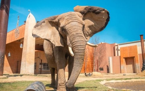 บัตรเข้าชมสวนสัตว์และพิพิธภัณฑ์สัตว์น้ำโทเลโด (Toledo Zoo and Aquarium) 