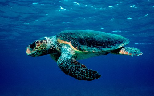 Zakynthos Marine Park: Schildkrötenbeobachtung und Marathonissi