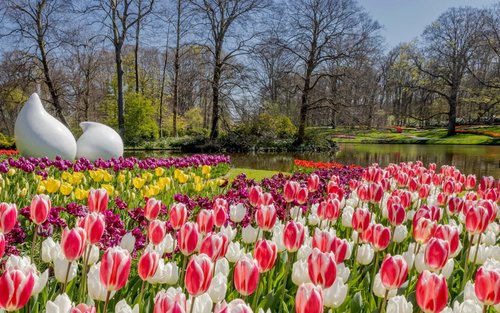 Bilet la Grădinile Keukenhof și transfer de la Aeroportul Schiphol cu retur flexibil