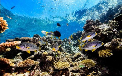 Esperienza di Snorkeling Cairns Dreamtime