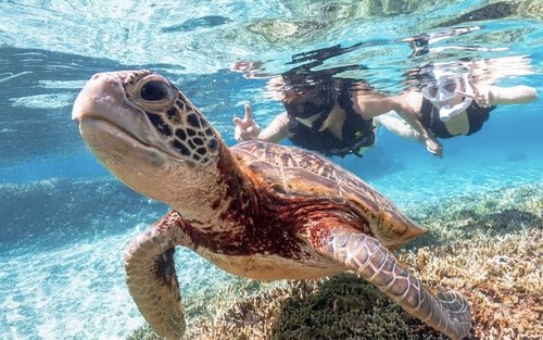 Okinawa: Miyako Island Sea Turtle and Coral Reef Snorkeling Experience