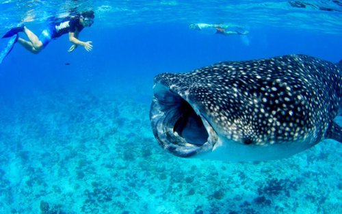 Whale Shark & Manta Ray Half-Day Snorkeling Expedition