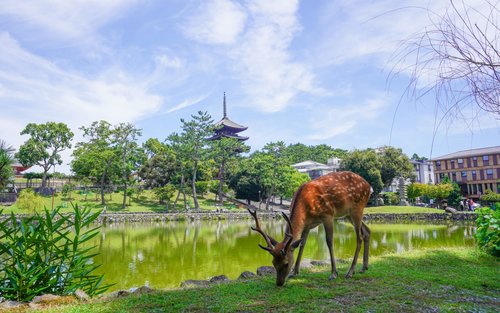 Nara Todaij-i Temple &  Naramachi Half Day Guided Walking Tour