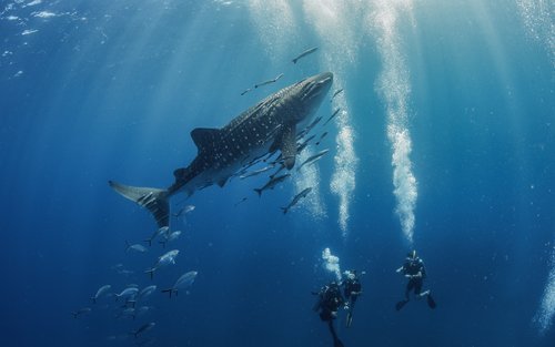 半日ダイビングツアー（タオ島 / PADI 5 Star Center提供）