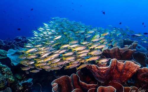 Explore El Nido's Best Dives sites with PADI 5* Center