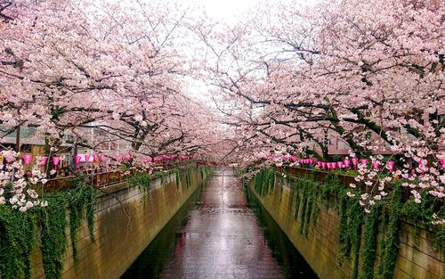 Tokyo Cultural Half-Day Private Walking Tour with Hidden Gems