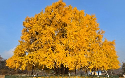Bangyeri Ginkgo Tree & Grand Valley Autumn Nature Tour