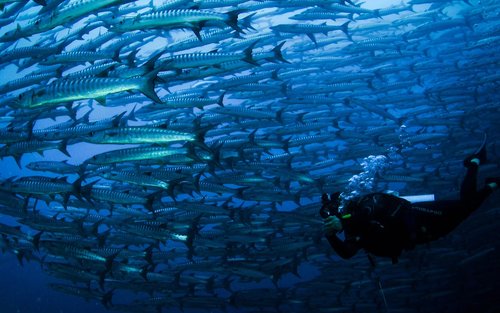 Mabul Dive Safari: Avventura di 4 giorni e 3 notti con PADI Center