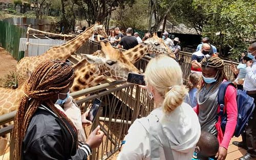 Experience Giraffes Feeding Majestic Tapestry At Giraffes Centre.