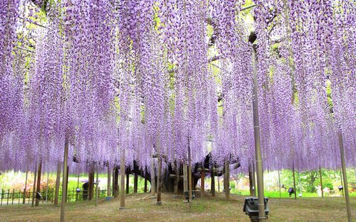 Tokyo Ashikaga Flower Park Full-Day Private Tour