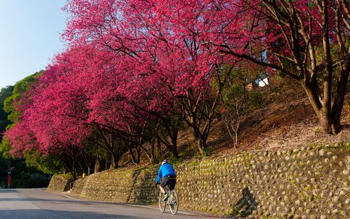 Taipei Shenkeng Old Street & Maokong Full-Day Private Tour
