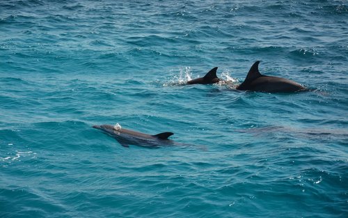 Hurghada Dolphin House Full-Day Snorkeling with Lunch
