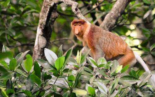 Lawatan Proboscis Monkey di Brunei