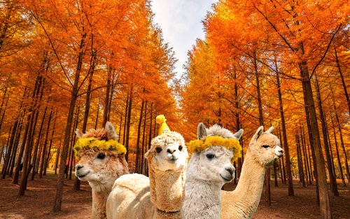 南怡島／草泥馬樂園／鐵道自行車／小法國村／晨靜樹木園／加平海棠鳥園之旅