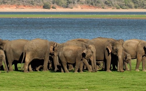 Minneriya National Park Safari Drive from Trincomalee