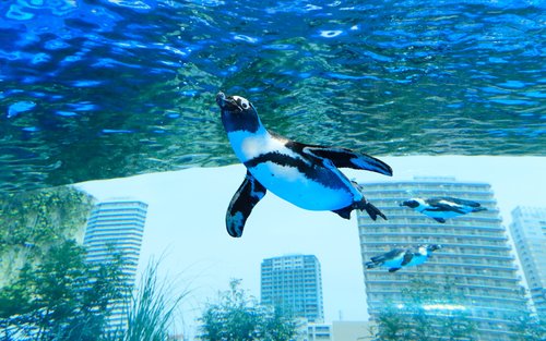 東京池袋陽光水族館 & SKY CIRCUS陽光60瞭望台門票