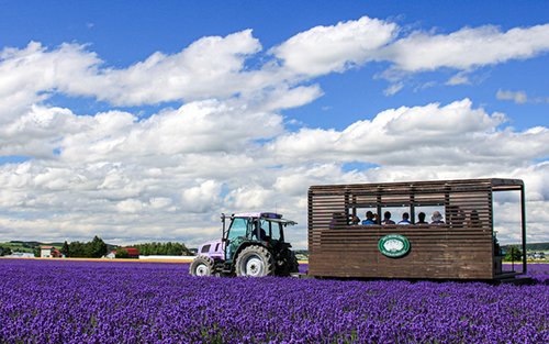 Visite d'une journée complète de Sapporo Lavender East & Farm Tomita avec billet pour la tour de télévision