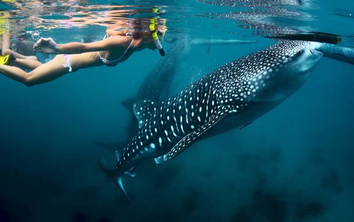 ทัวร์แหล่งท่องเที่ยวขึ้นชื่อของเซบูตอนใต้ 2 วัน