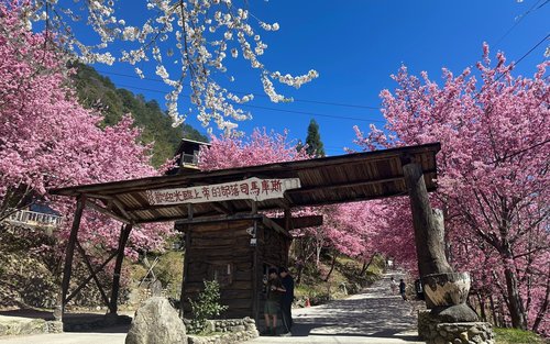 新竹: 司馬庫斯星空露營 / 高山野外私廚體驗 / 原始森林秘境