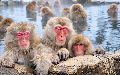 Des de Tòquio: Excursió privada d'un dia a Snow Monkey i Zenkoji Nova activitat