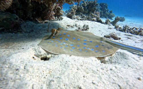 Refresh your diving skills in Hurghada with PADI 5 star centre