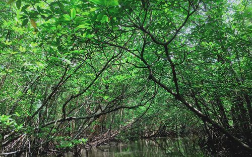 Mangrove or Fireflies Tour in Bintan