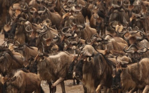 Tour Safari di 4 giorni nella Riserva Masai Mara per avvistare i Big Five