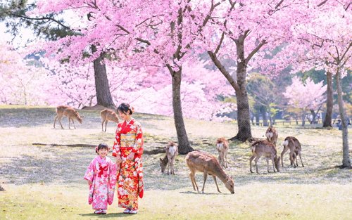 [Kyoto & Nara & Uji Day Trip] Nara Park's Adorable Deer & Fushimi Inari Shrine's Thousand Torii Gates & World Heritage Site Todai-ji Temple & Byodo-in Temple & Uji Matcha Food Street & Uji River & Uji Park & Asagiri Bridge Day Trip