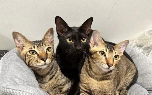 Cat Lounge and Coworking in Singapore