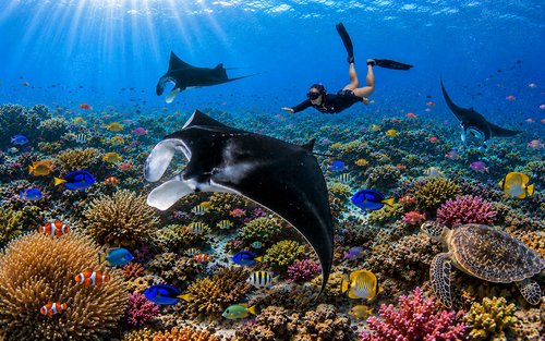 シュノーケリング体験(ペニダ島・3〜4ヶ所)