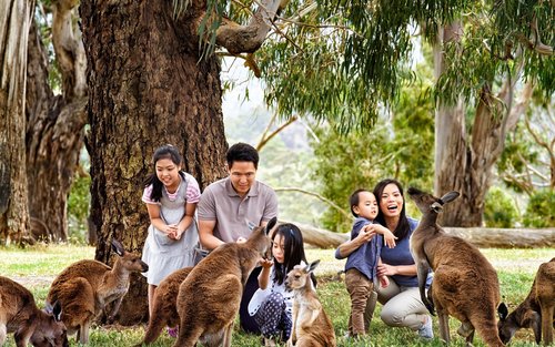 Phillip Island Nature and Penguin Parade Exploration Tour