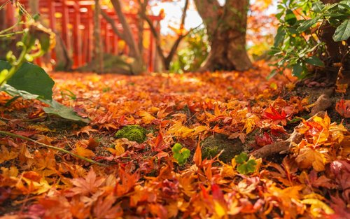 Fukuoka Yufuin & Kamado Shrine Full-Day Guided Tour