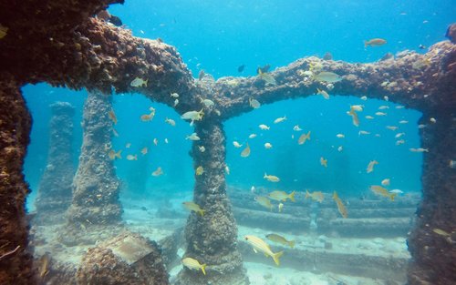 Miami's Underwater World: Half-Day Snorkeling with PADI Dive Boat