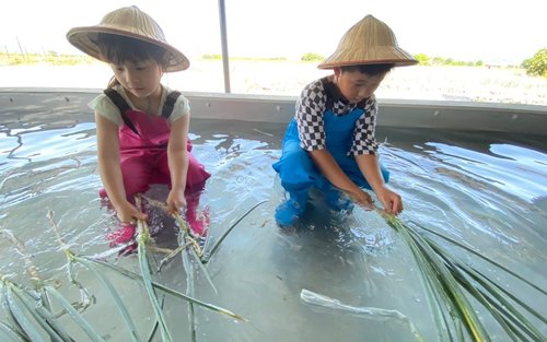 Yilan｜Fattoria Didattica Chu Mi｜Esperienza DIY Pane allo Scalogno Creativo & Frittella di Scalogno Croccante