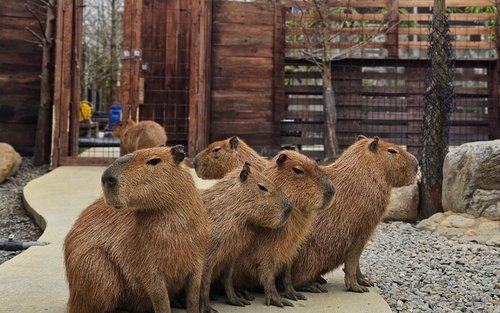 Yilan Lanyang Animal and Plant Kingdom Tickets