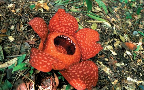 Excursion d'une journée au parc national de Gunung Gading à Sarawak
