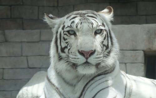 Hybrid Leisure Land Tobu Zoo Ticket Tokyo 