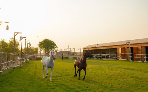 Horse riding experience with snack at Al Marmoom Oasis in Dubai