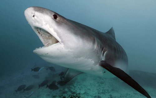 Unveiling Fuvahmulah's Secrets: Full-Day Dive Trip with PADI Center