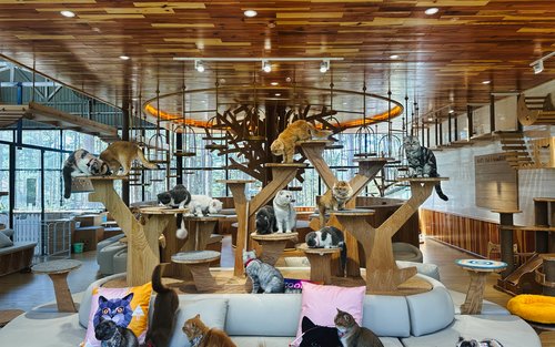 Vé Pawsome Haven ở Đà Lạt