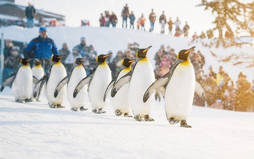 Hokkaido Asahiyama Zoo & Biei One Day Tour丨Chinese/English Bilingual Tour Guide + Optional Small Group + Optional Hotel Pick-up